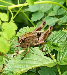 Peripolus