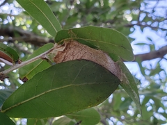 Lepidoptera