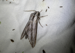 Sphinx dollii