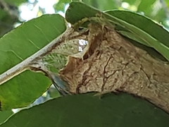 Lepidoptera