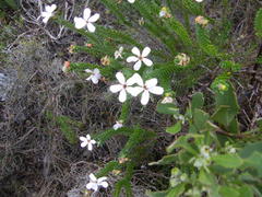 Adenandra obtusata