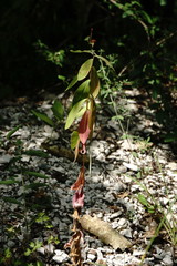 Euphorbia tauricola