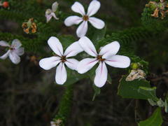 Adenandra obtusata