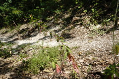 Euphorbia tauricola