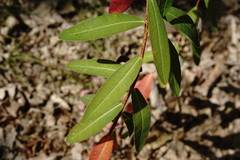 Euphorbia tauricola