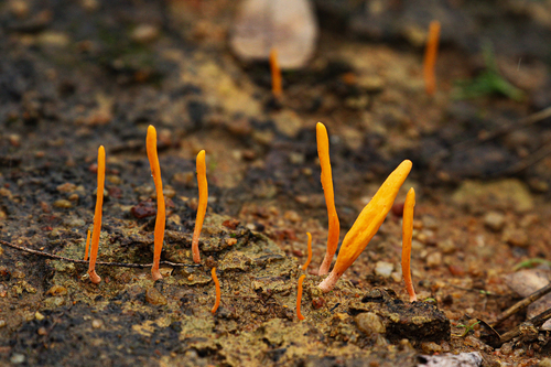 Spicular Clublichen