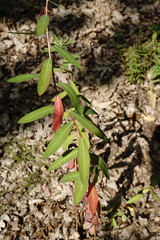 Euphorbia tauricola