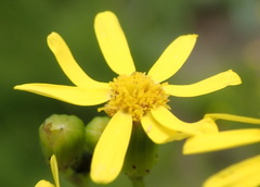 Senecio burchellii