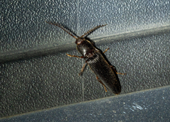 Dicrepidius corvinus