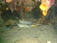 Caffrogobius nudiceps