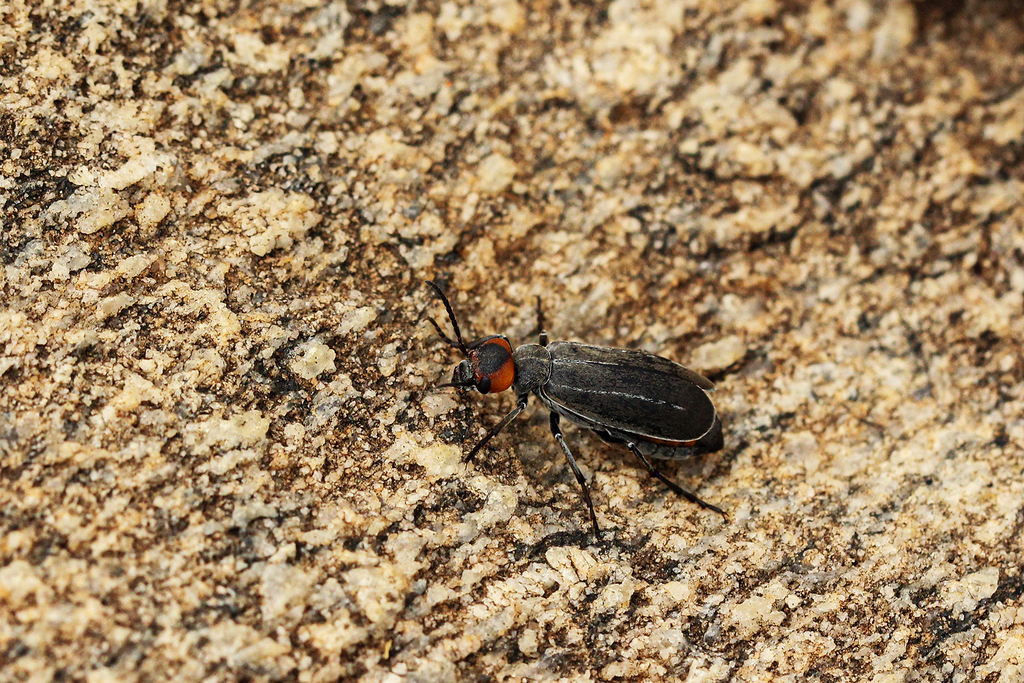 Epicauta designata
