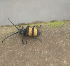 Phryneta aurocincta