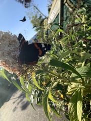 Vanessa atalanta
