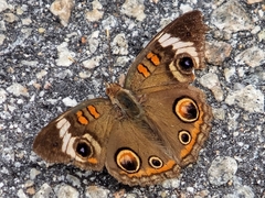 Junonia coenia
