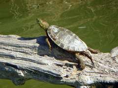 Trachemys gaigeae