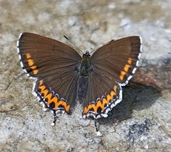 Heliophorus sena