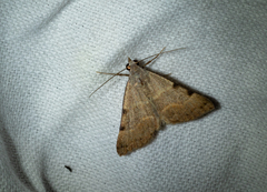 Hemeroplanis incusalis