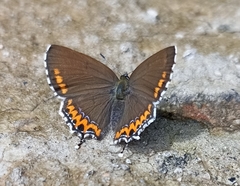 Heliophorus sena
