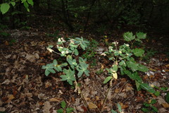 Euphorbia tauricola