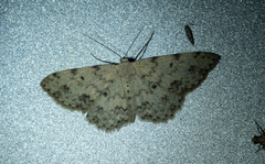 Scopula plantagenaria