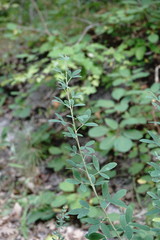 Chamaecytisus ruthenicus