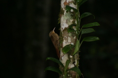 Xiphorhynchus fuscus