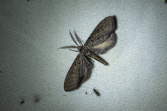 Glaucina interruptaria