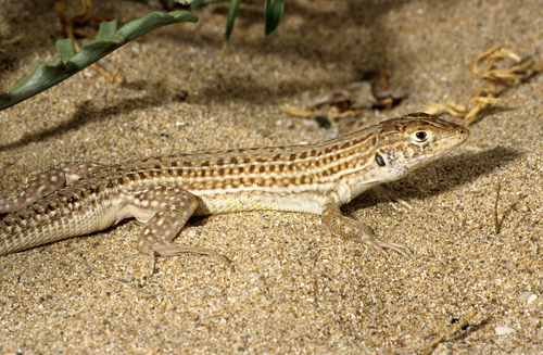 Bosc’s Fringe-toed lizard