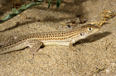 Acanthodactylus boskianus