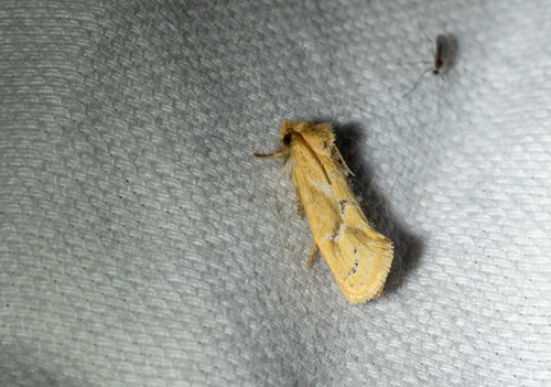 Acrolophus laticapitana photo 4