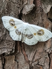 Problepsis eucircota