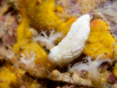 Dermatobranchus primus