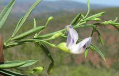 Psoralea axillaris