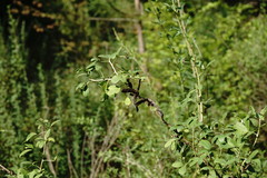 Chamaecytisus ruthenicus