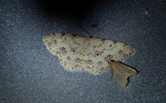 Scopula plantagenaria