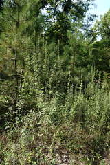 Chamaecytisus ruthenicus