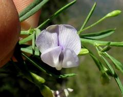 Psoralea axillaris