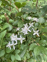 Clematis flammula