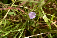 Centrosema arenicola