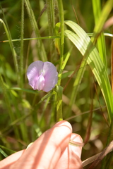 Centrosema arenicola