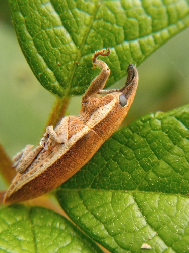 Lixus ochraceus
