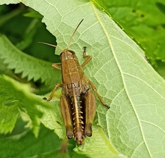 Peripolus