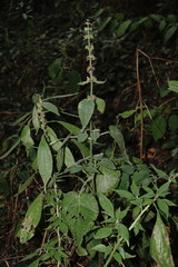 Stachys sylvatica