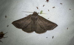 Lesmone griseipennis