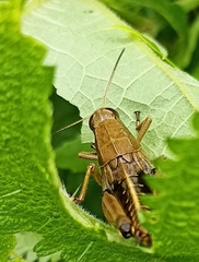 Peripolus