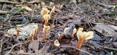 Spathulariopsis velutipes