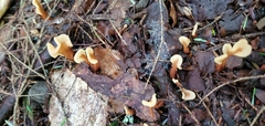 Spathulariopsis velutipes
