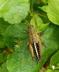 Peripolus