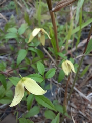 Clematis tangutica