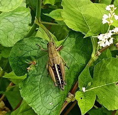 Peripolus